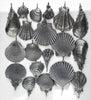 Scallop Shell, chain included