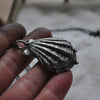 Lion's Paw Shell, chain included