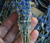 Size 9, Purple Jade, Lavender Fields