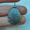 Moon Catcher Shell