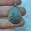 Moon Catcher Shell