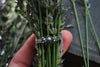 Size 10, Amethyst, Lavender Fields